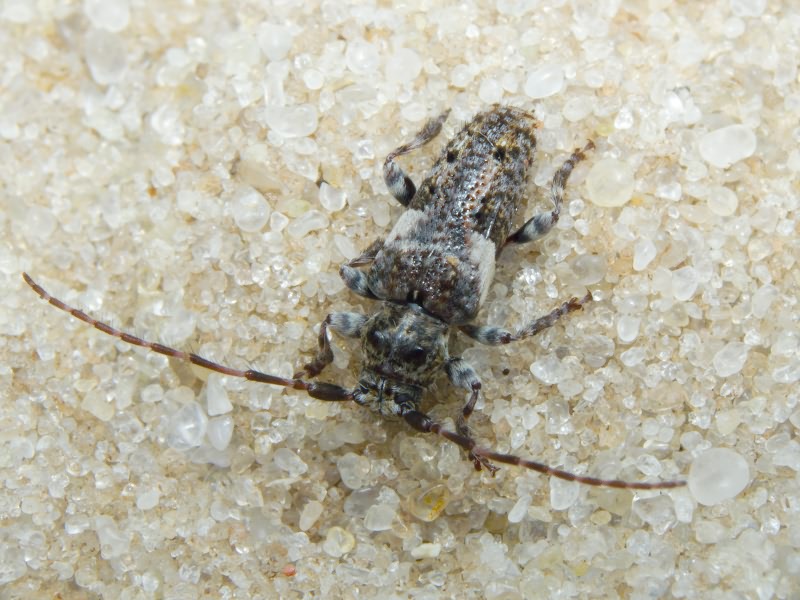 Pogonocherus fasciculatus (De Geer, 1775)